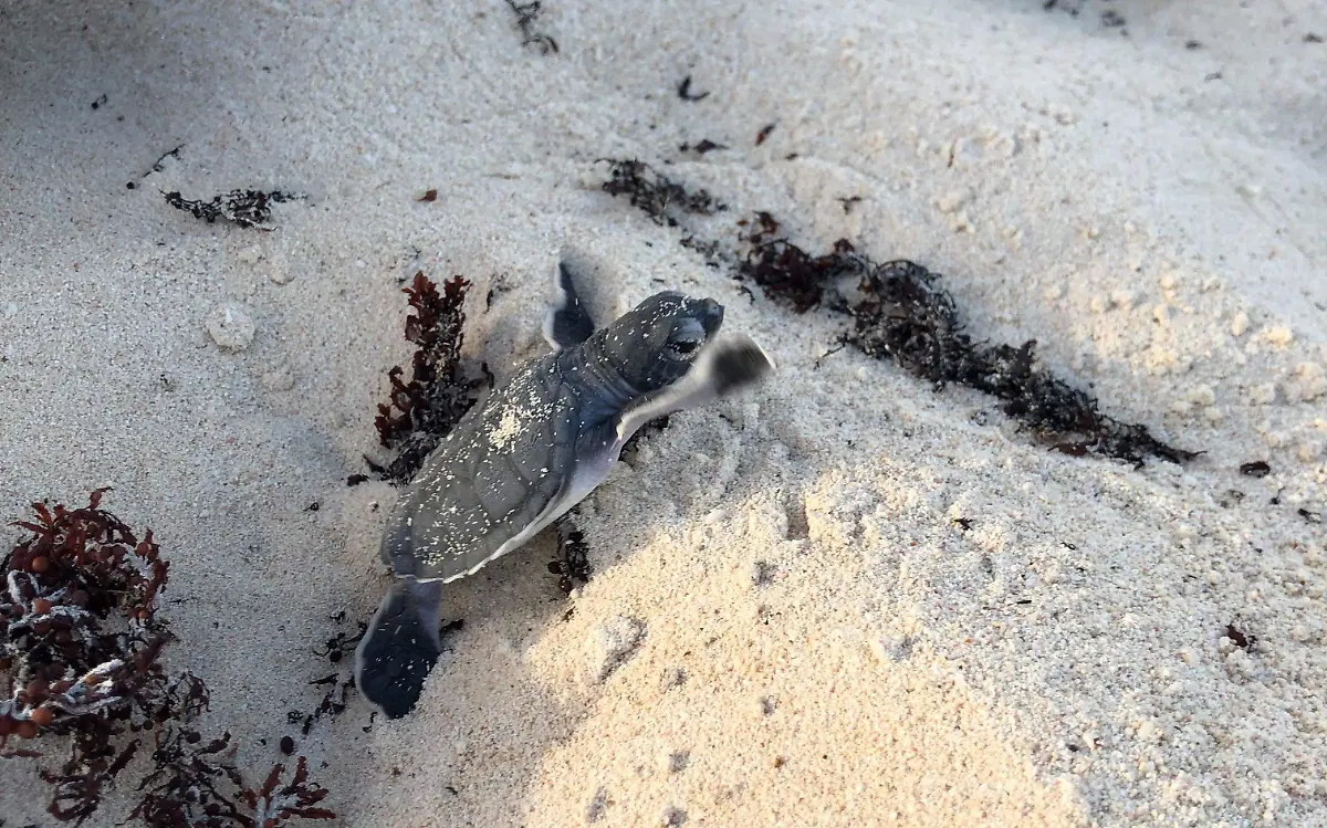 ENCABEZADO TORTUGA 